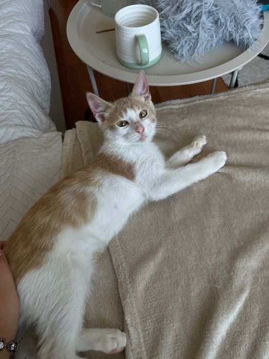 Віддам кошеня в добру родину