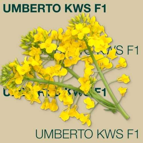 Rzepak ozimy KWS Umberto C1 F1 1,5 mln nasion 2026