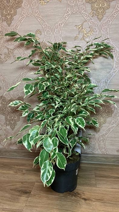 Фікус Бенджаміна