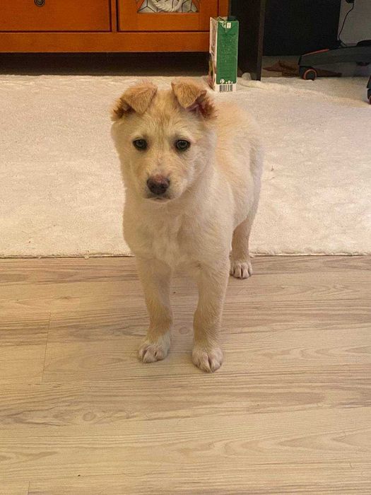 Віддам собачку в хороші руки