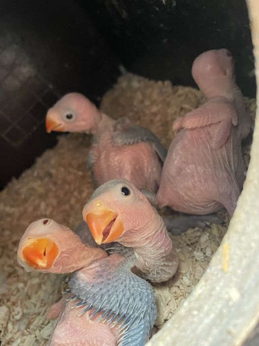 Ring Necks criar à mão