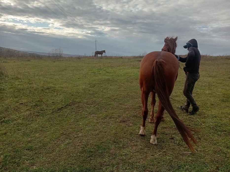 Продається кобила!