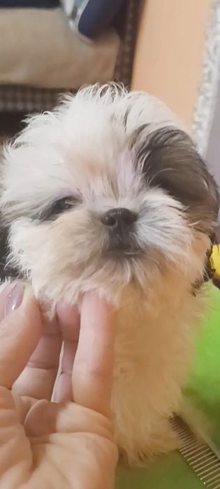 Мальчик и девочка ши-тцу