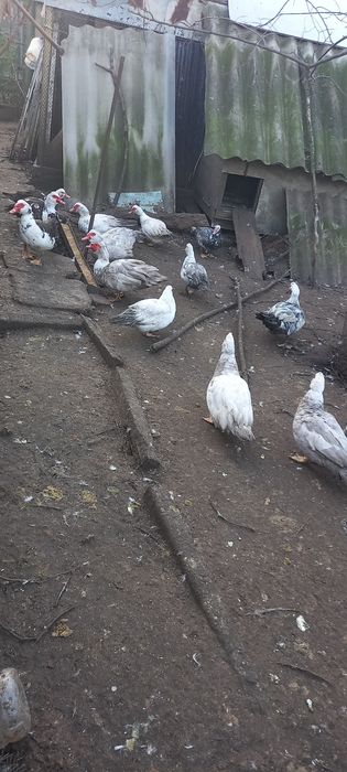 Индоутки на продажу