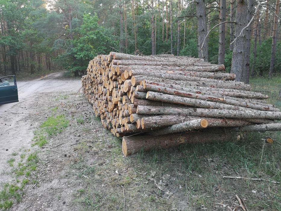 Słupki dębowe modrzew stęple  ogrodzenie drewniane sosnowe Sosna