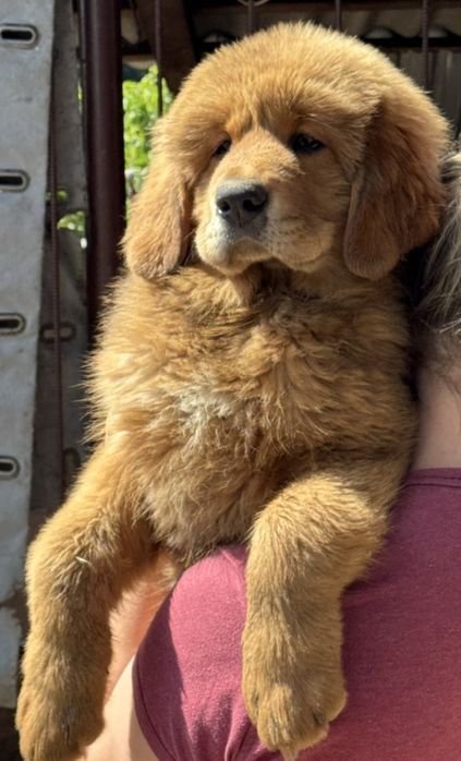 Тибетський мастиф