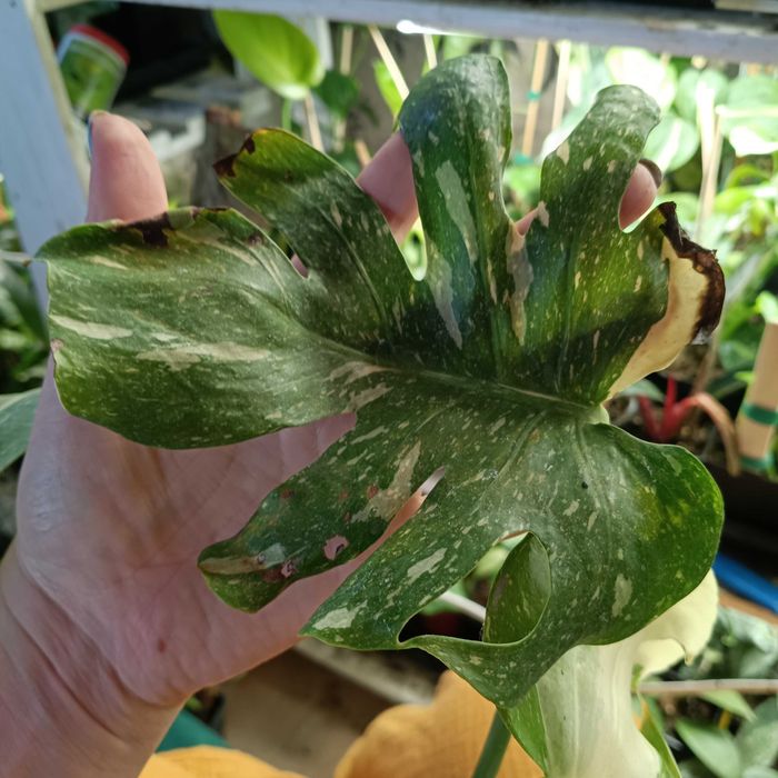 monstera Thai constelation-ciety szczyt 2