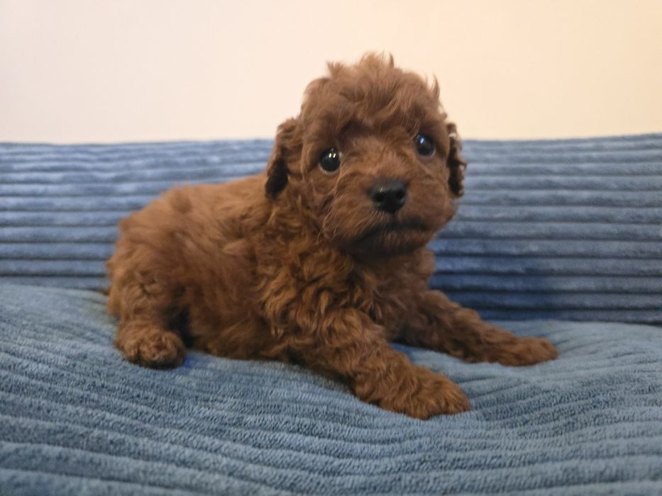 Cavapoo sunia  cavapoo brązowa f1b