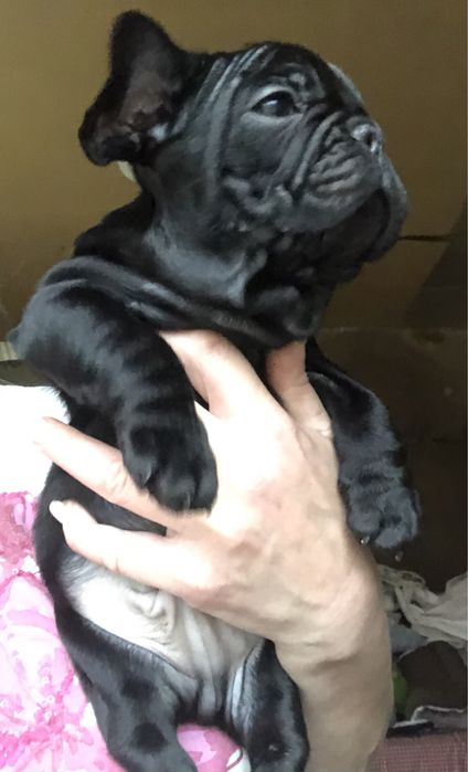 Французький бульдог