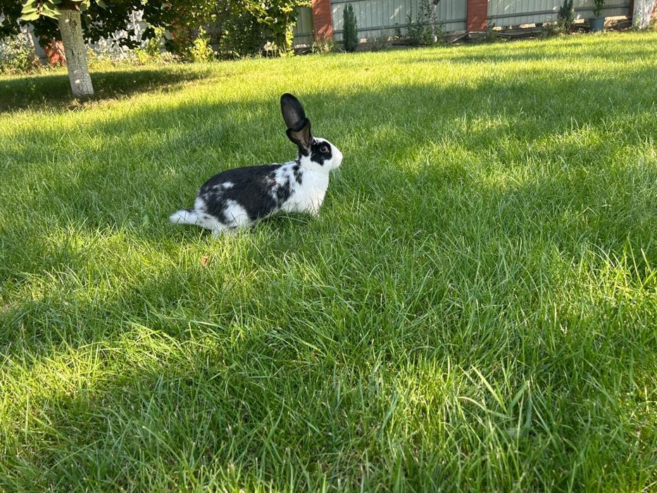 Кролики "Бабочка" и "Полтавской серебро"