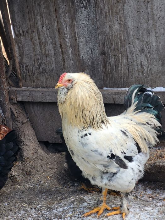 Продам гарного півня