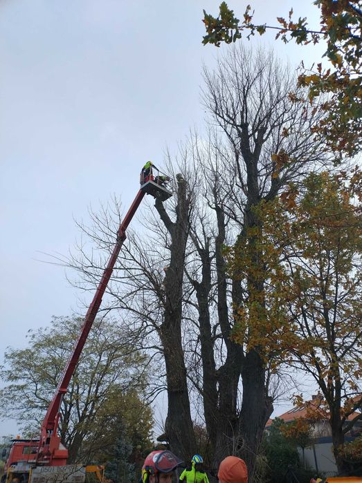 Wycinka Drzew z Wywozem Gałęzi