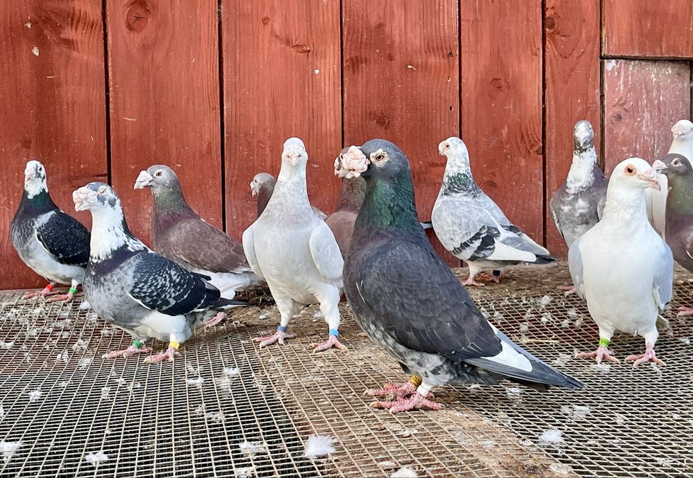 Gołębie staropolskie samce i samiczki