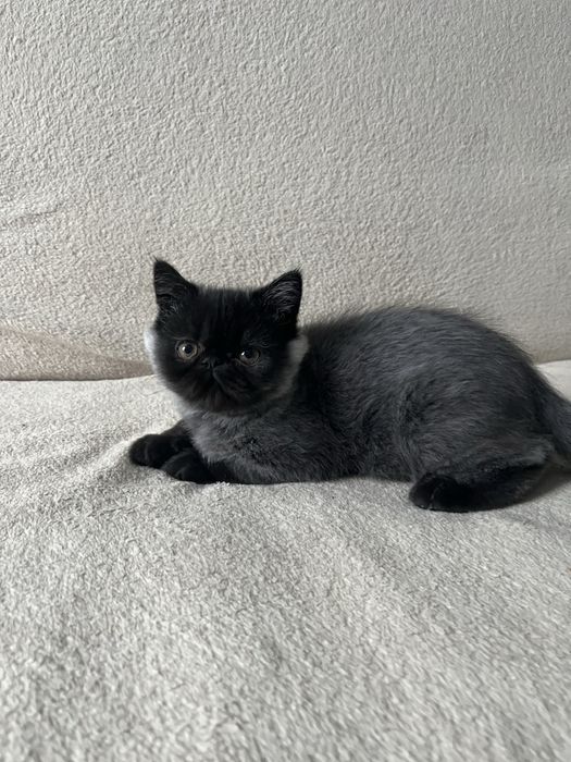 Екзотична короткошерста кошенята