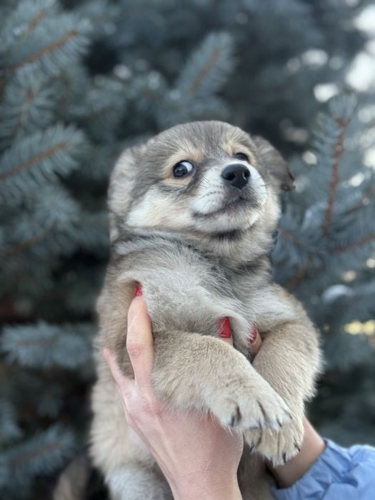 Собачки 2 місяці