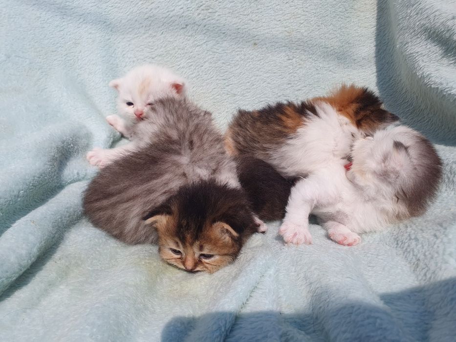 Шатланск е котята ,