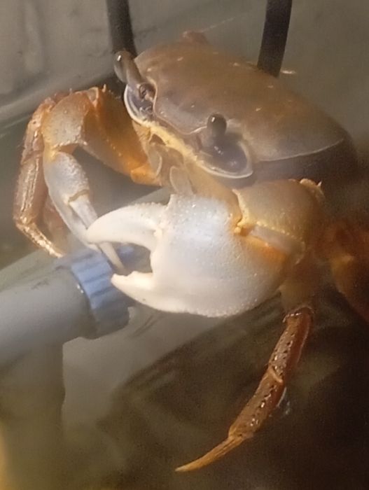 Krab tęczowy sprzedaż