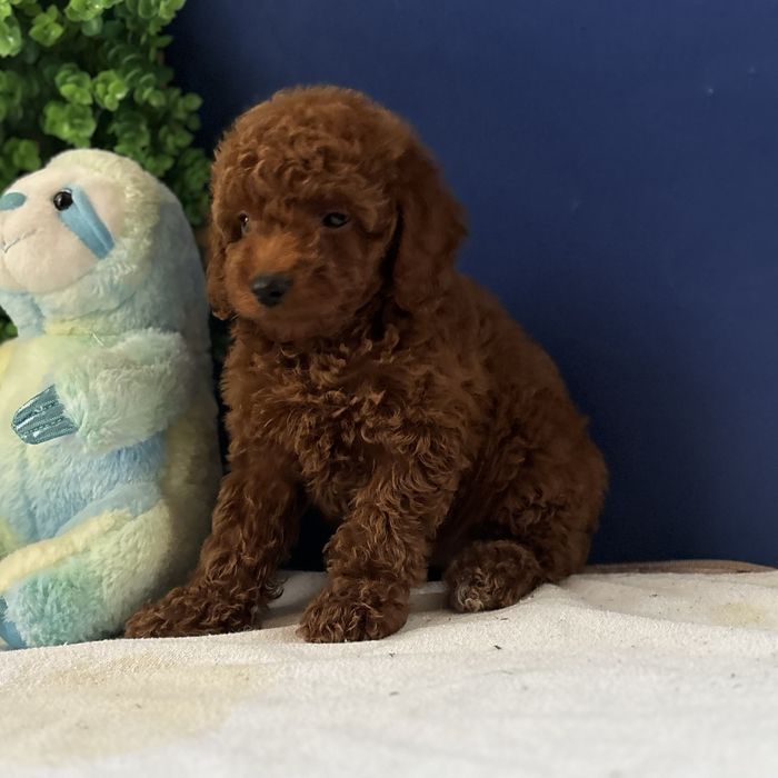 ляльковий хлопчик у забарвленні Red Braun