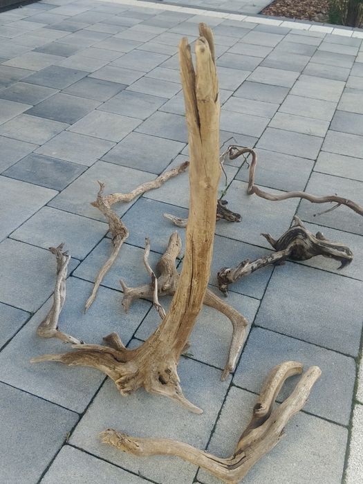 Krzenie do akwarium