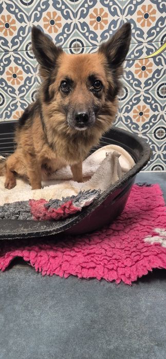 Mały piesek okolo 3 lata