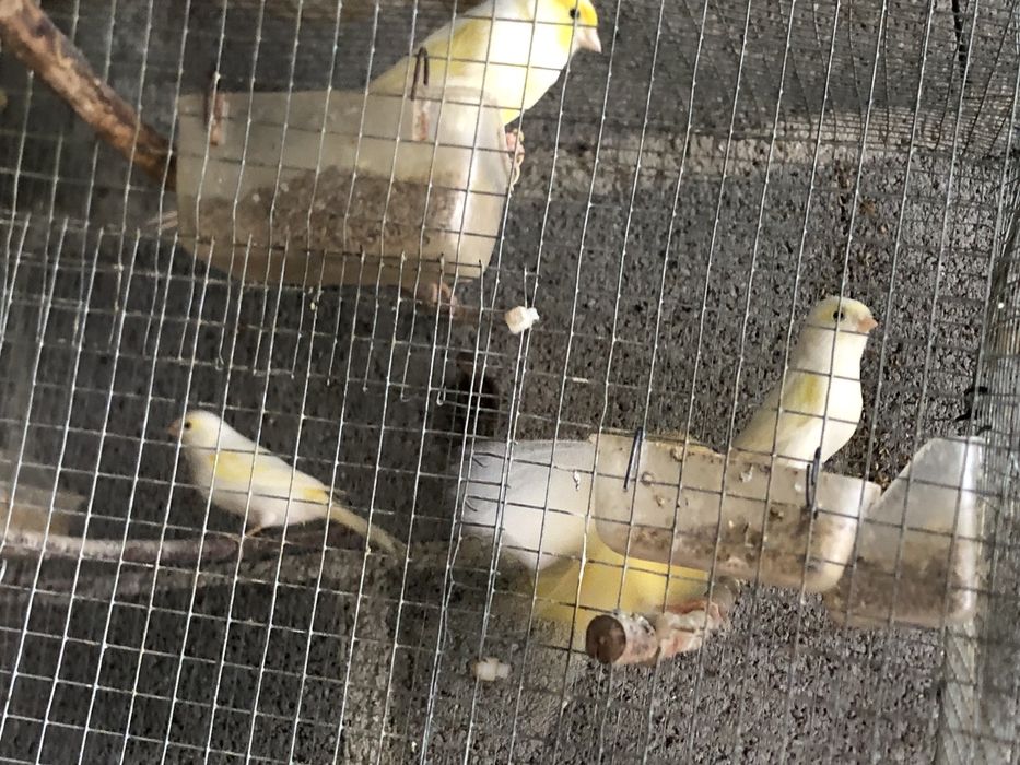 Cananios disponiveis ..