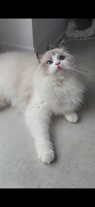 Kotka Ragdoll, rodowód FPL, badania