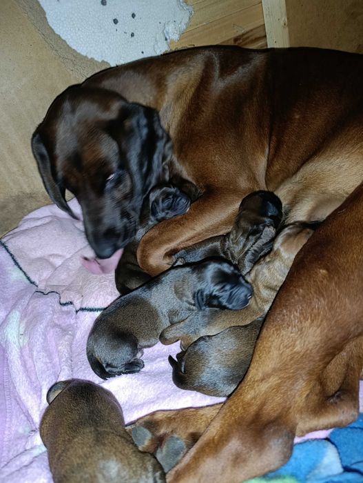 Oddam szczeniaki posokowiec polski