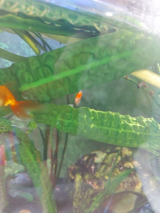 Аквариумные растения