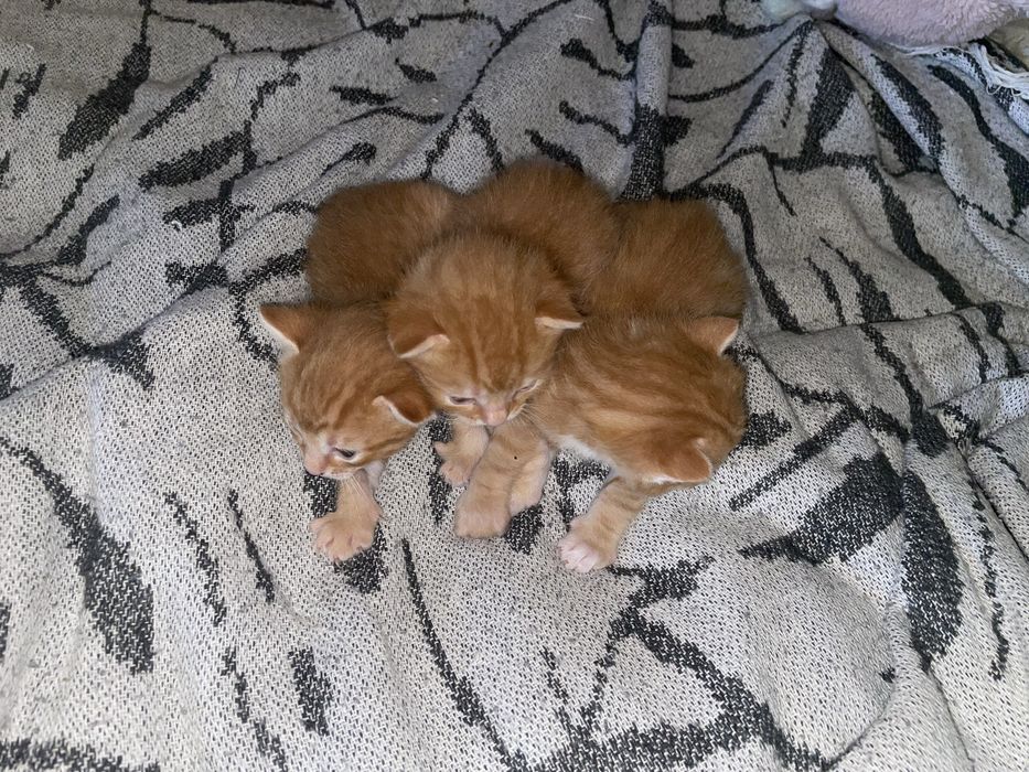 Кошенята 1 місяць