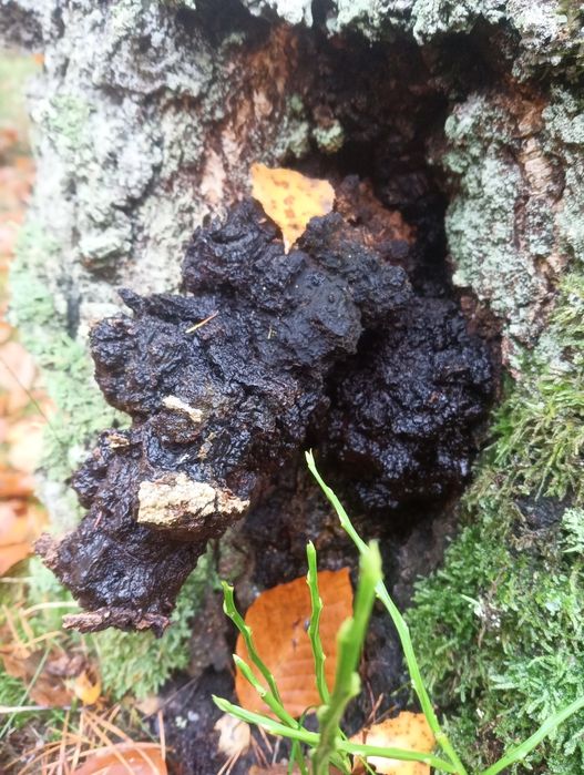 Grzyb chaga  swierzy