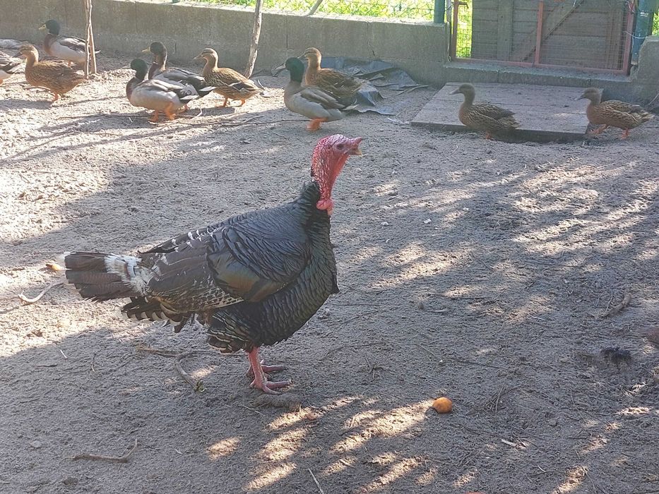 Vendo trio de perús