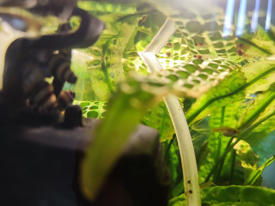 Ślimaki Helenki z własnej hodowli