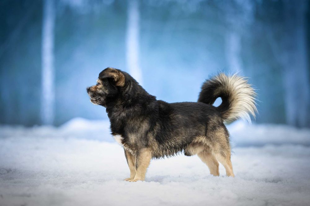 KIMBO - młodziutki, puszysty słodki pyszczek