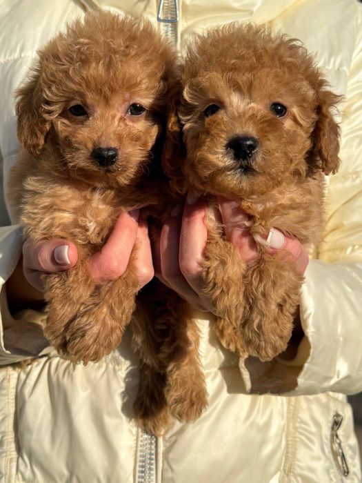 Мальтіпу ф2