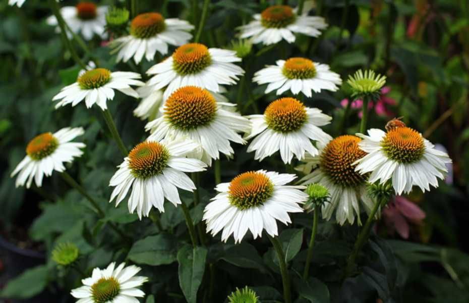JEŻÓWKA Pow Wow White Echinacea - sadzonki w doniczkach