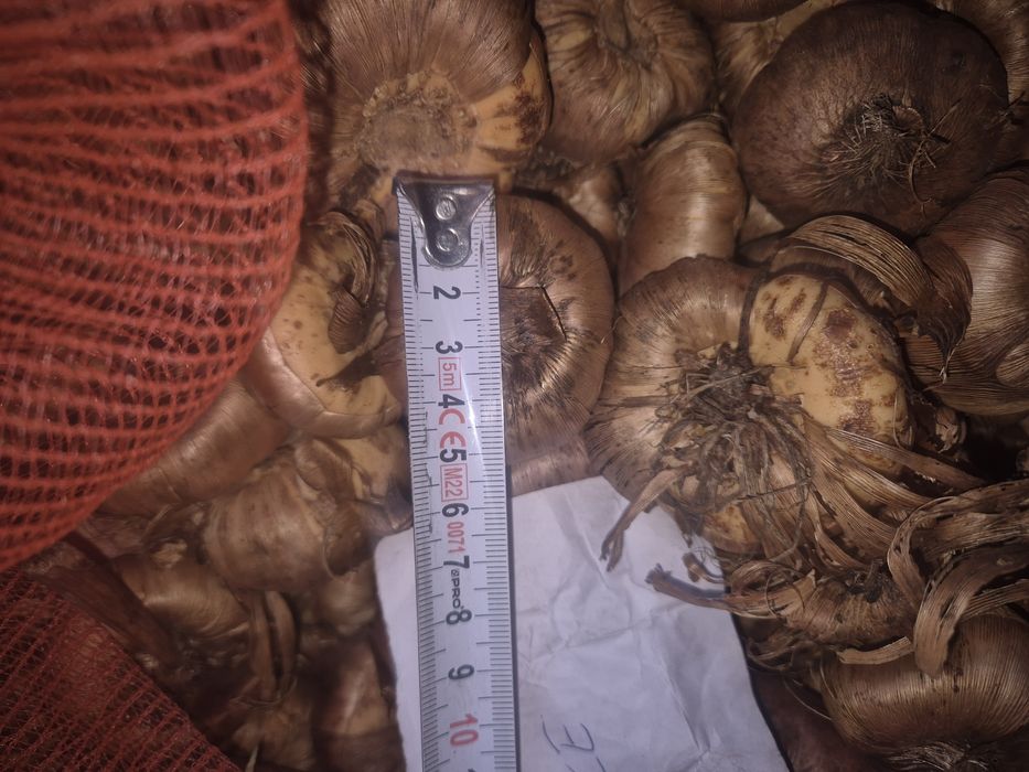 Cebulki mieczyków Mieczyki kwiaty