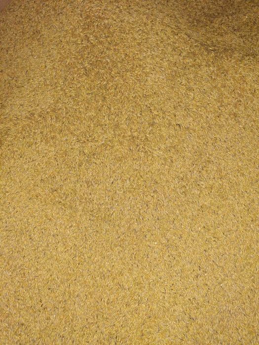 Owies wiosenny około 2 ton