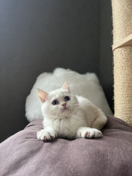 Scottish Fold WCF