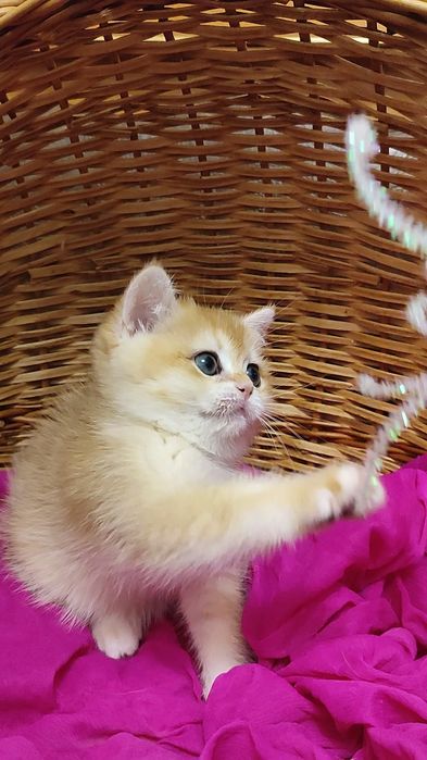 ЗОЛОТАЯ шиншилла