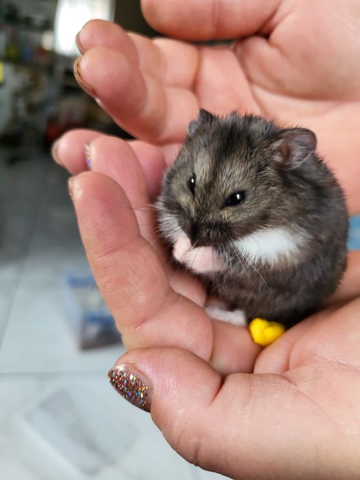 Хом'ячки Кемпбела