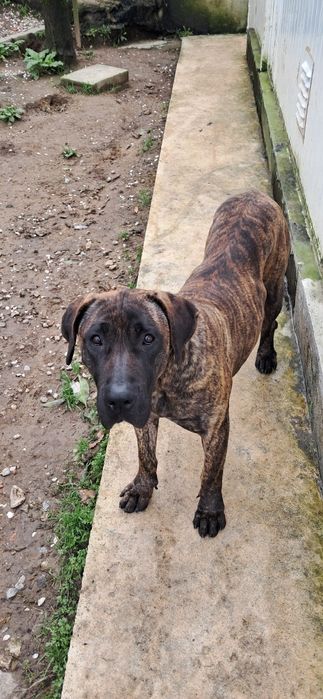 Presa canário excelente guardião