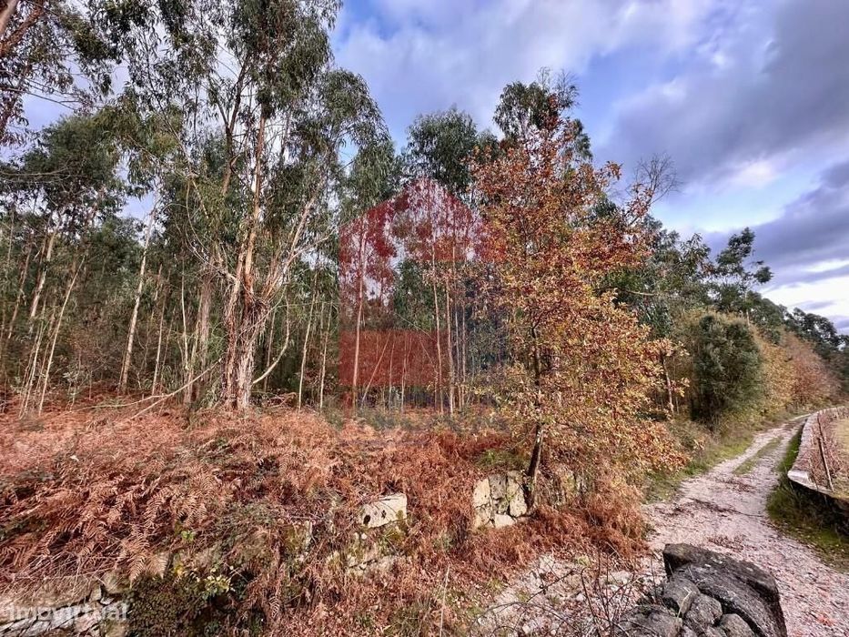 Terreno Florestal, Cervães