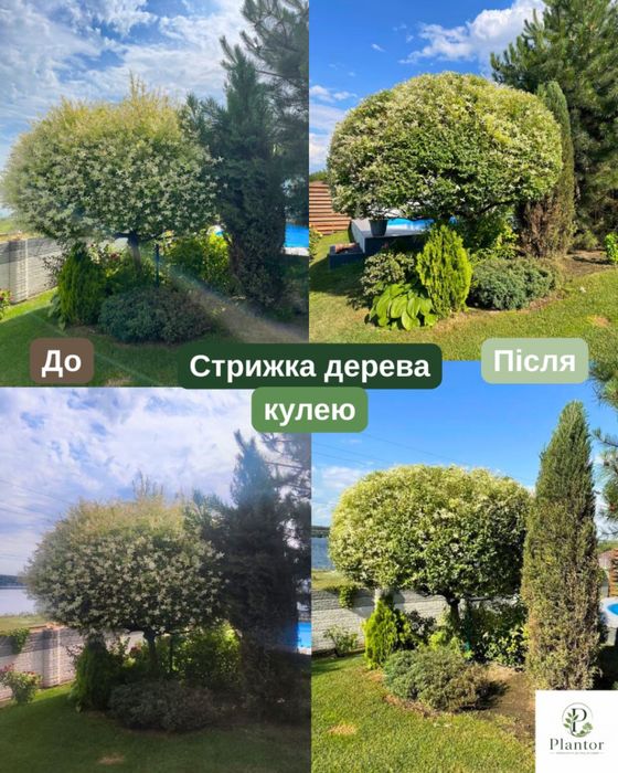 Садівник у Дніпрі | Догляд за садом та ділянкою | Досвід 8 років