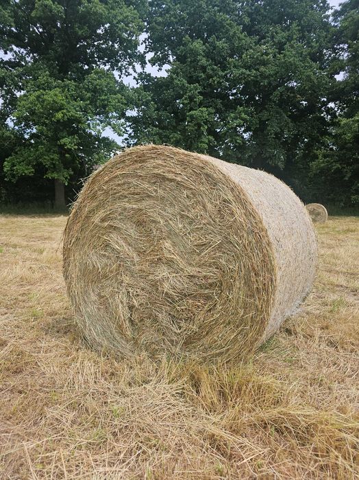Siano w belach 120x130