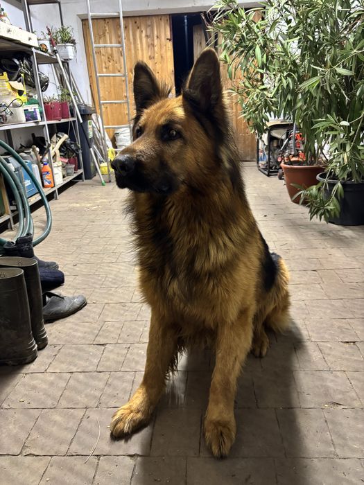 Вязка німецька вівчарка (кобель)