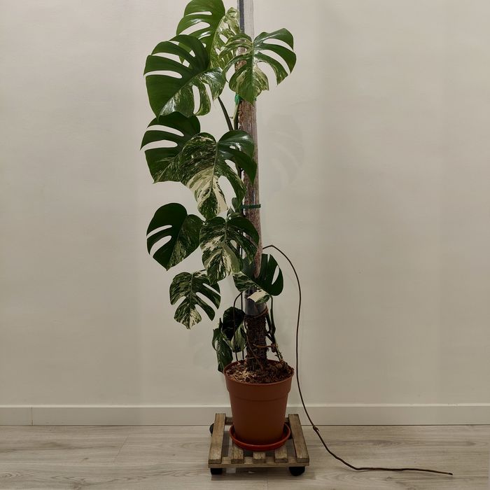 Monstera Albo Variegata XXL – 195cm | Planta Rara e Estável