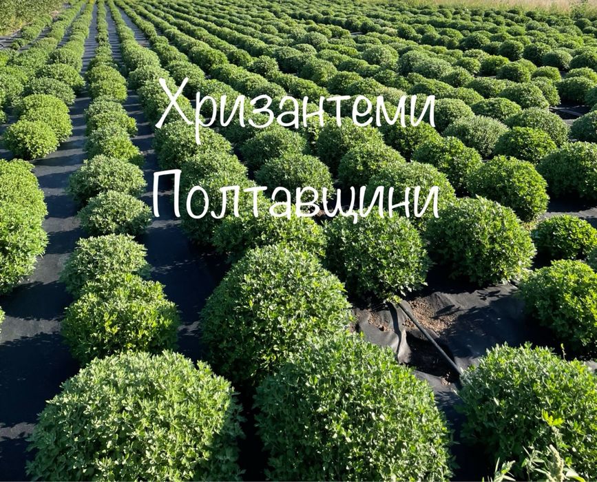 Хризантема мультифлора хризантеми шаровидні