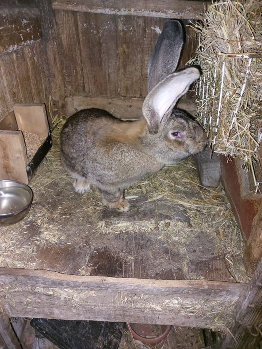 Samice belga olbrzyma