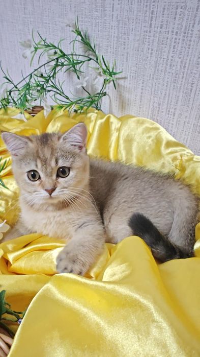 Шикарная девочка золотая шиншилла