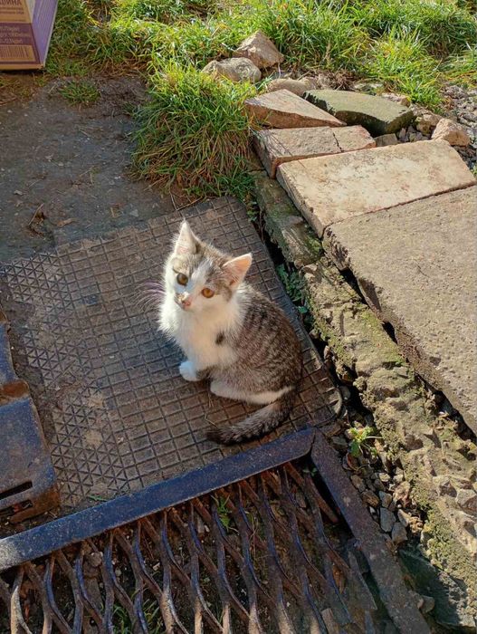 Кошенята шукають дім